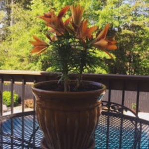 Meet your Posher, Dabney